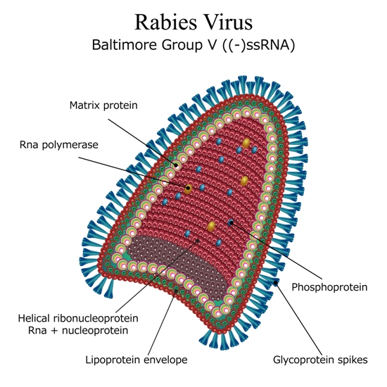 Årsager og symptomer på rabies