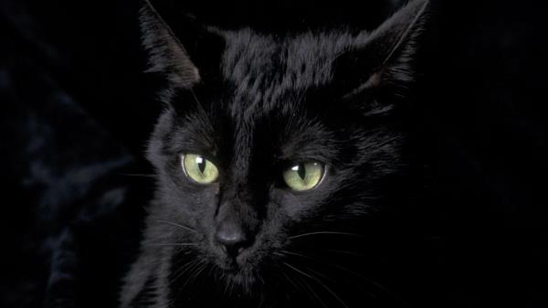 onnenpyörä musta kissa
