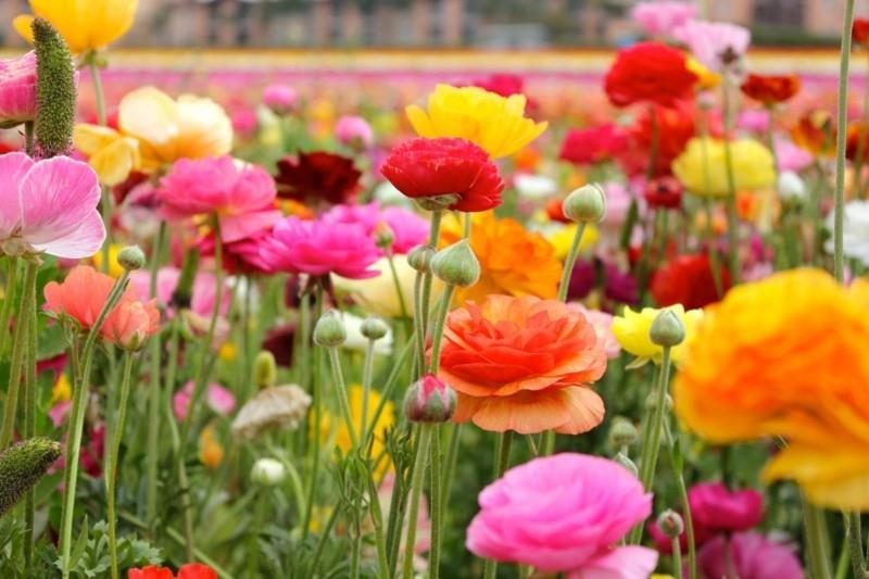 ranunculus kevään kukat kenttä oranssi keltainen vaaleanpunainen
