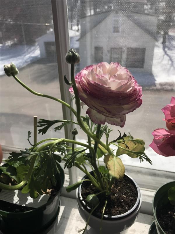 ranunculus kasvit kukkaruukku