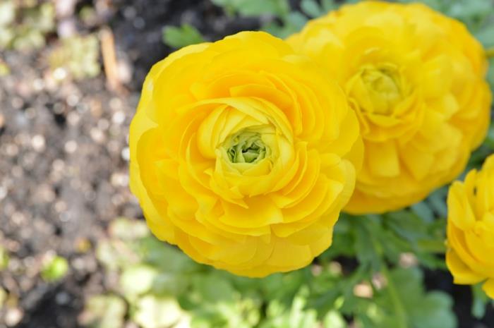 ranunculus -kasvit keltaisia