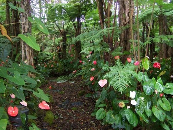 sademetsä flamingo kukka anthurium