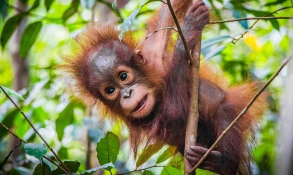 säästä sademetsää vältä palmuöljyä