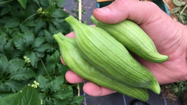 kypsä inca kurkku sato superfood terve