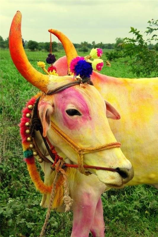 matkustaa intiaan intia matkustaa intialainen kulttuuri jumalallinen lehmä