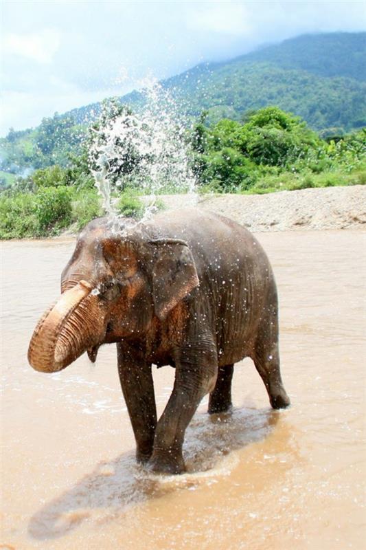 matkustaa Thaimaahan edestakainen matka chiang mai park elefantti