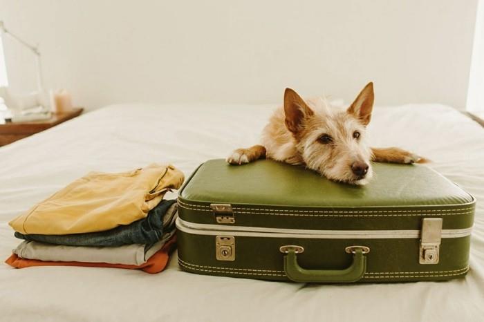 matkustaa koiran matkalaukun kanssa pakaten koiran lisävarusteita