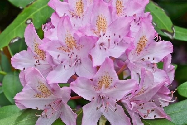 leikattu alppiruusu - väri vaaleanpunaisen ja violetin välillä