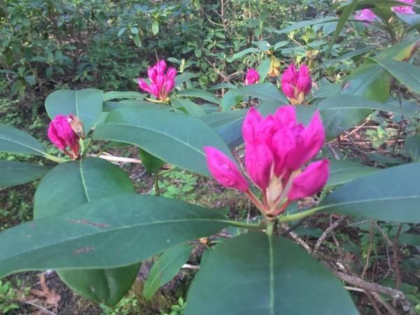 Leikattu alppiruusu - hienoja kukkia puutarhaan