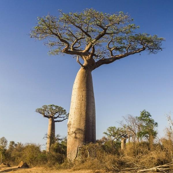 valtava baobabipuu savanan koossa