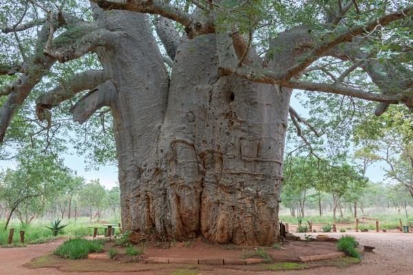 valtava baobabipuu Afrikassa