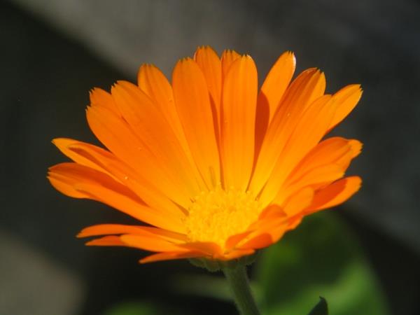 marigold oranssi kasvit kukat merkitys
