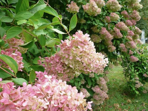 Hydrangea paniculata Grandiflora