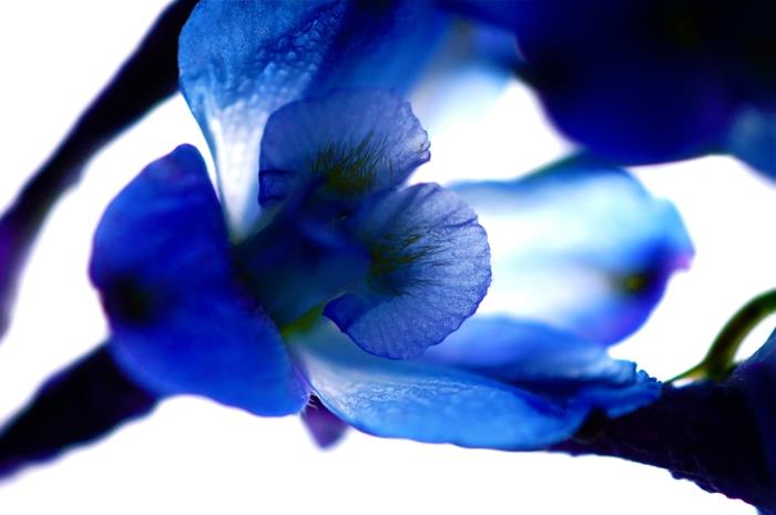 delphinium puutarhakasvit sininen kukka lähikuva