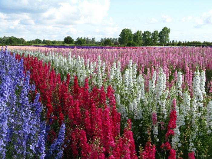 delphinium puutarhakasvit kukkia