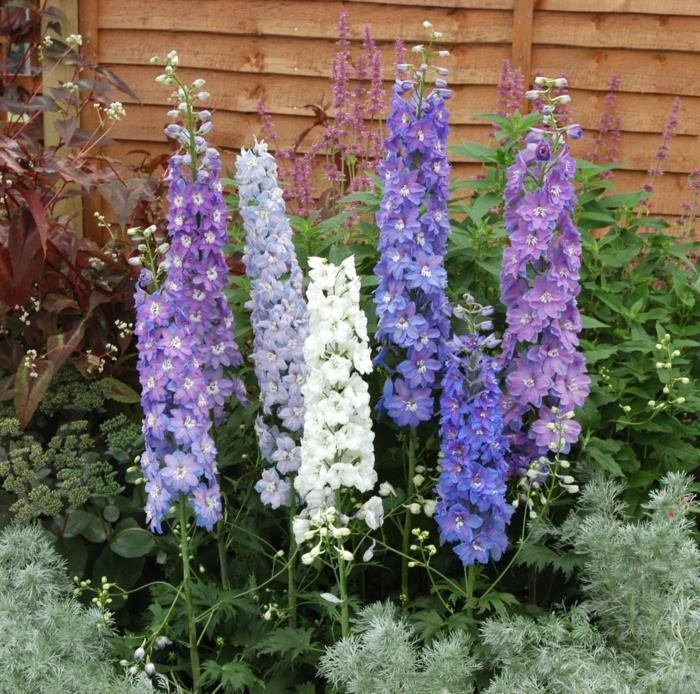 delphinium puutarhakasvit värikkäitä kukkia