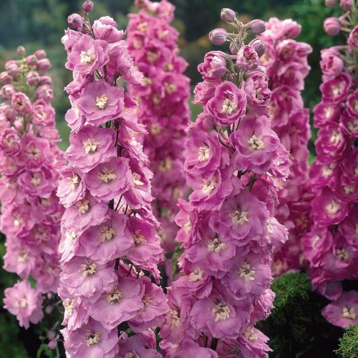 delphinium puutarhakasvit vaaleanpunainen lajike