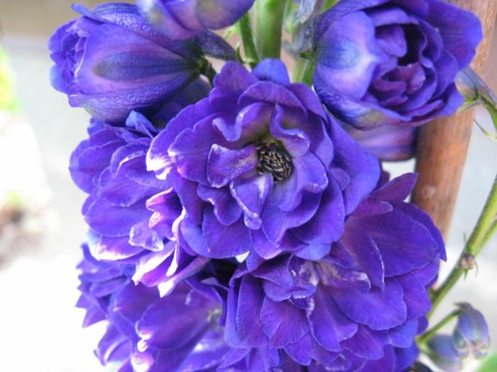delphinium puutarhakasvi mehukkaat siniset kukat