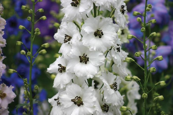 delphinium puutarhakasvit valkoiset kukat