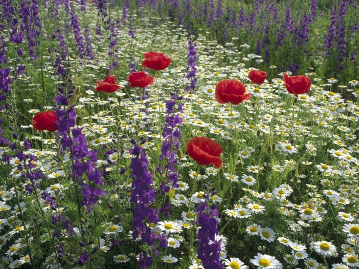 delphinium -puutarhakasveja, jotka kasvattavat luonnonvaraisia ​​yrttejä