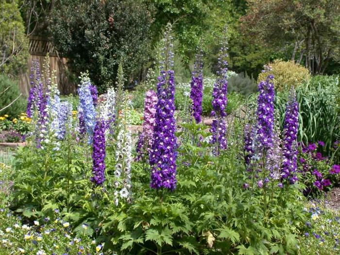 delphinium violetti valkoinen sininen pitkä kellon muotoinen kukka