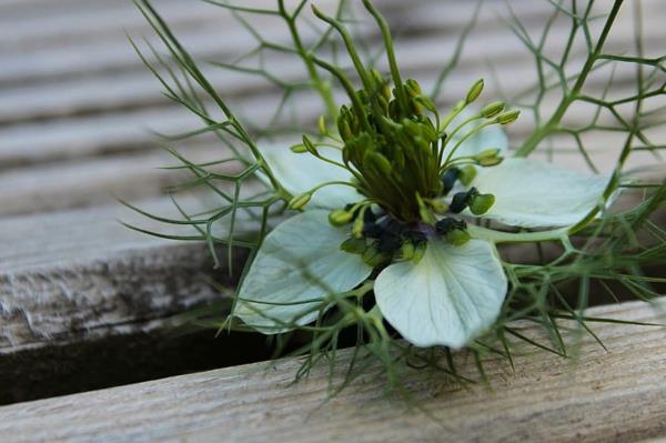 vankka helppohoitoinen nigella damascena