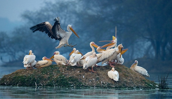 bryllupsrejse steder i rajasthan Bharatpur