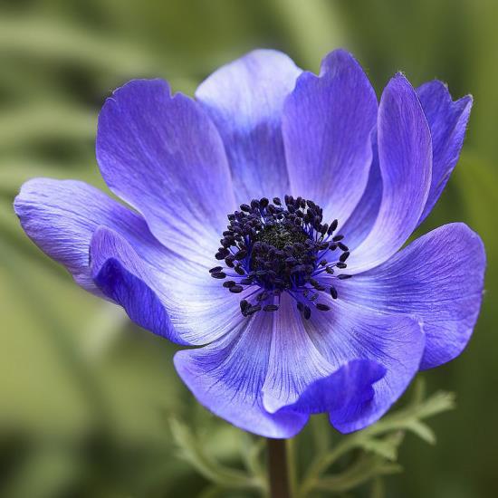 romanttiset kukat anemone herkkä sininen kukka magneetti mehiläisille ja hyönteisille