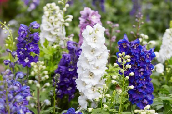romanttiset kukat delphinium puutarhassa korostaa kauniita kukka -paneeleita sinisellä ja valkoisella