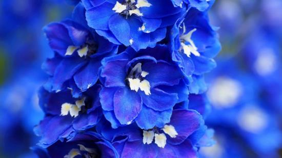 romanttiset kukat romanssi sinisissä herkissä kukissa delphinium