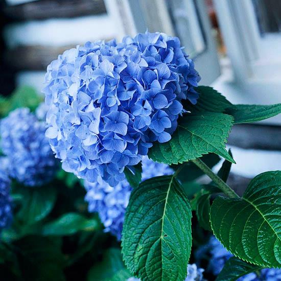 romanttiset kukat sinisistä hydrangeasista puutarhassa vaikuttavat rauhoittavasti