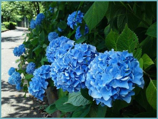 romanttiset kukat siniset hortensiat puutarhan katseenvangitsija kiinnittävät kaikkien huomion
