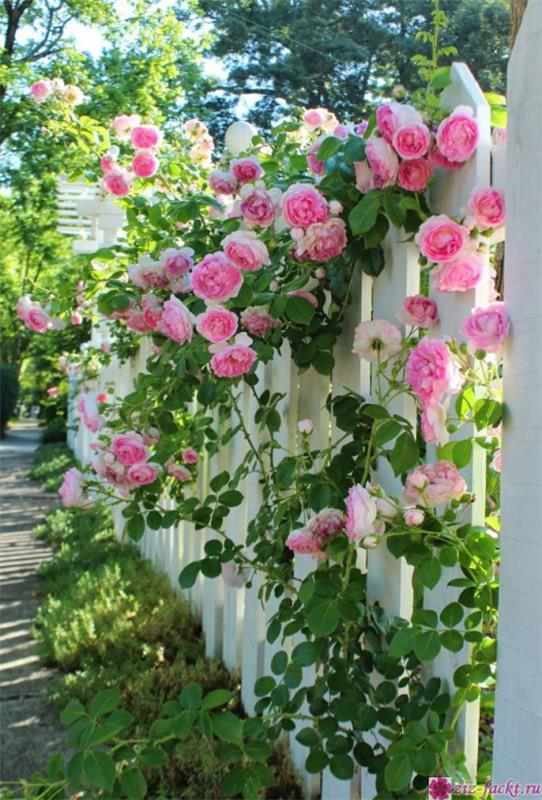 romanttiset kukat vaaleanpunaiset kiipeilyruusut aidalla kaunis näky paljon tuoksua puutarhassa