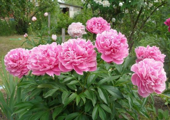 romanttiset vaaleanpunaisten pionien kukat puutarhassa luovat hyvän tunnelman