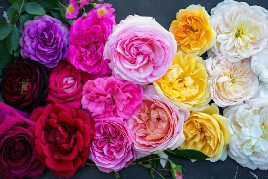 romanttiset kukat kauniita ruusuja eri värejä punainen vaaleanpunainen keltainen valkoinen leikattu ruusut