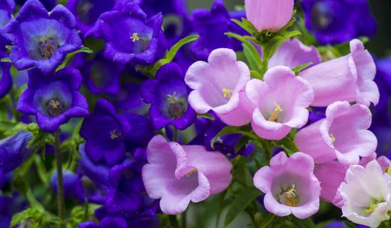 romanttiset kukat kauniit värikkäät kukat loistava katseenvangitsija ulkona