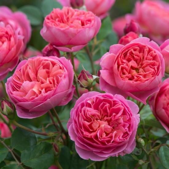 romanttiset kukat puutarhan kauniissa vaaleanpunaisissa ruusuissa on hämmästyttävä tuoksu