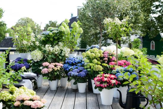 romanttiset kukat monet hydrangeas ruukuissa todellinen kukka kukkia eri väreissä