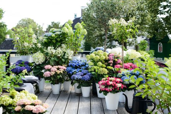 romanttiset kukat monet hydrangeas ruukuissa todellinen kukka kukkia eri väreissä