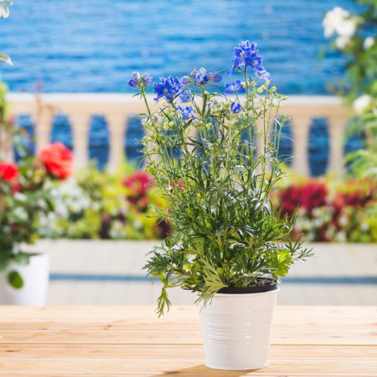 romanttiset kukat herkät siniset kukat paljon vihreää valkoisessa ruukussa terassilla Välimeren tunnelmaa
