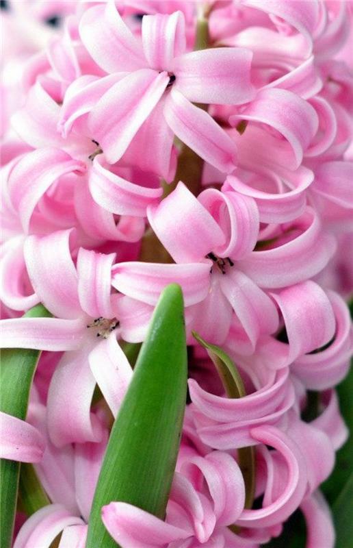 vaaleanpunaiset Hyacinthus orientalis kevätkukat kuvat