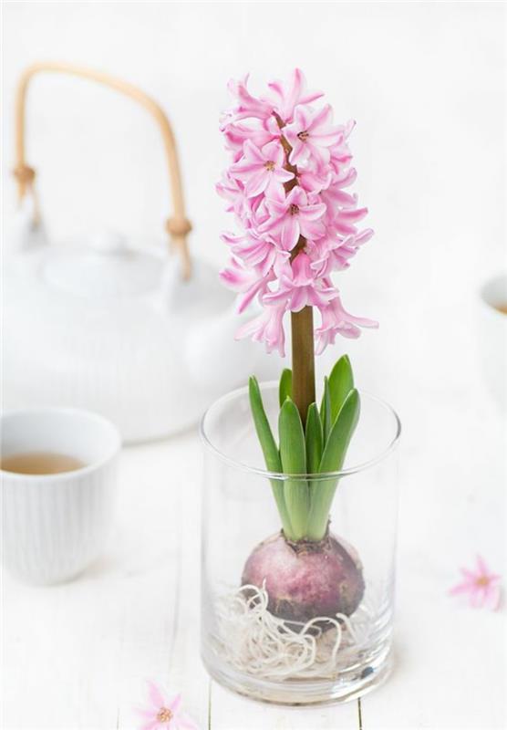 Hyacinthus orientalis -koristeideoita kevään kukilla