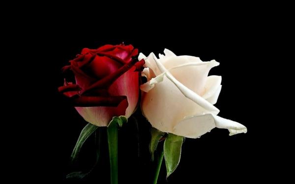ruusu valkoinen punainen tarkoittaa symboliikkaa