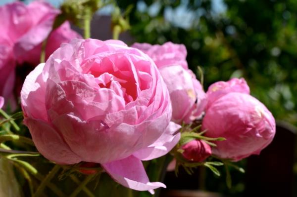ruusutyypit bulgarian ruusu vaaleanpunainen