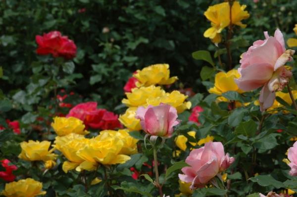 ruusulaji värikäs puutarha