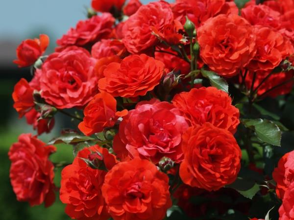 ruusutyypit puutarharuusut punaiset