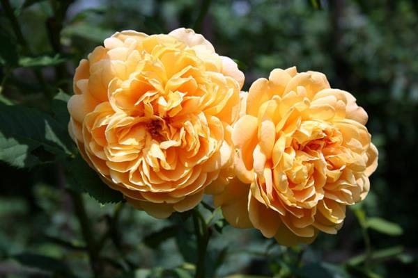 ruusutyypit keltainen historiallinen ruusu
