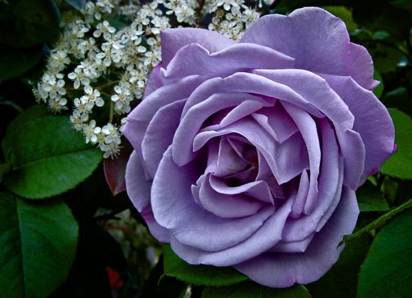 ruusutyypit violetti ruusu