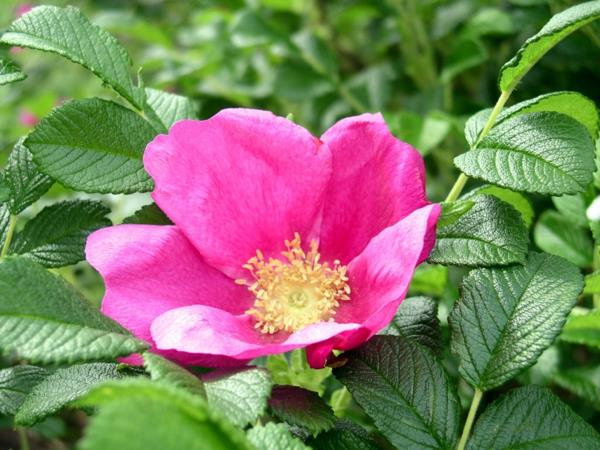 ruusutyypit rosa rugosa japanilainen