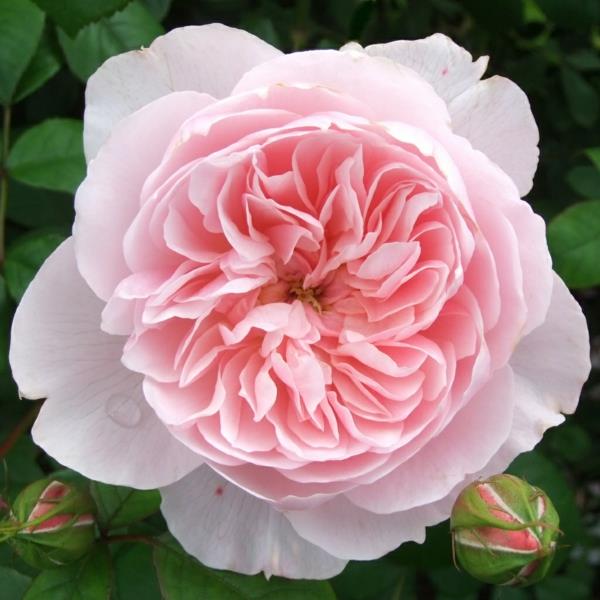 ruusut lajikkeet vaaleanpunainen vanha lajike wisley englanti